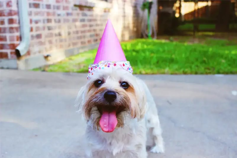 dog-in-party-hat