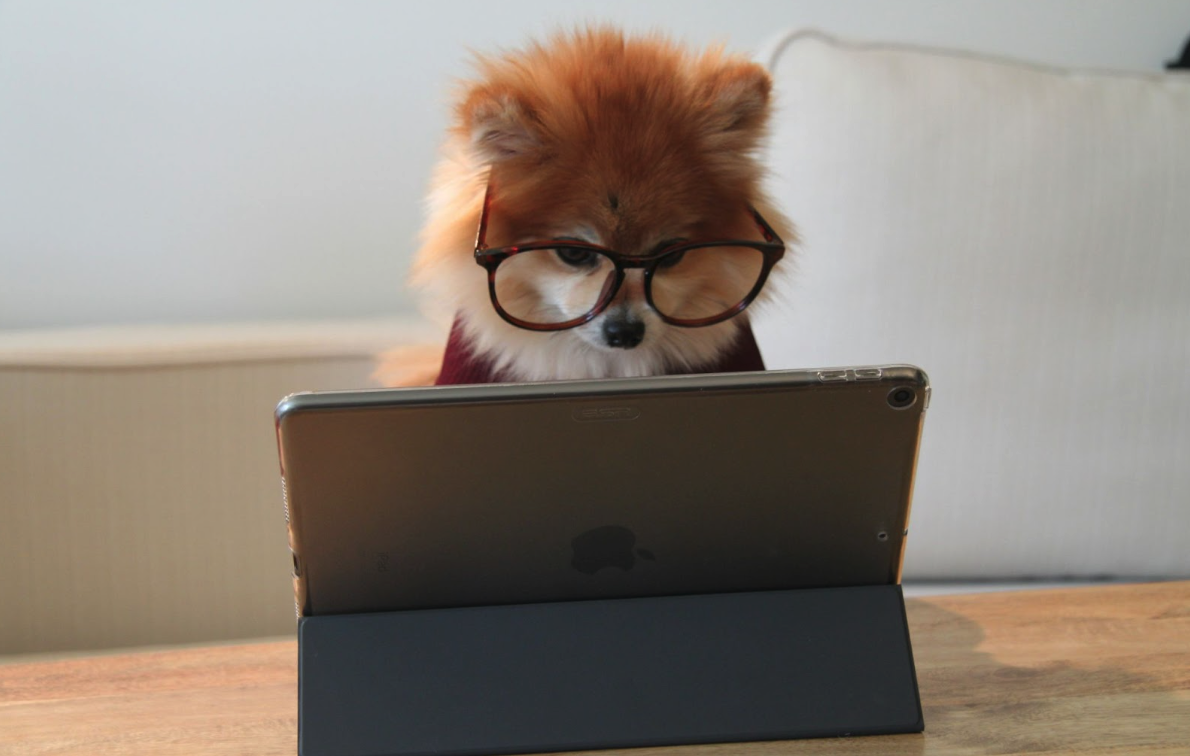 tiny-dog-working-on-tablet