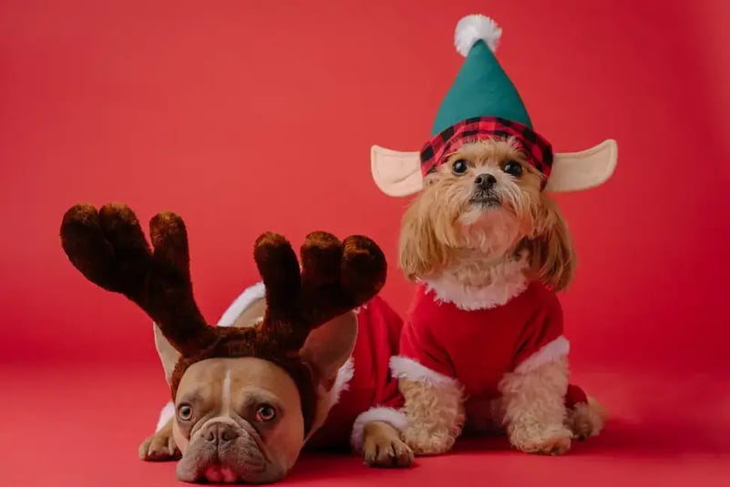 two-dogs-in-christmas-clothes
